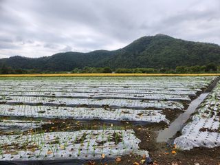 창녕블루베리님의 복숭아 · 자유게시판 작성글 사진