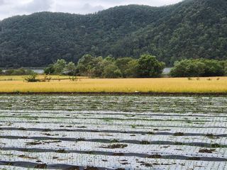 창녕블루베리님의 복숭아 · 자유게시판 작성글 사진