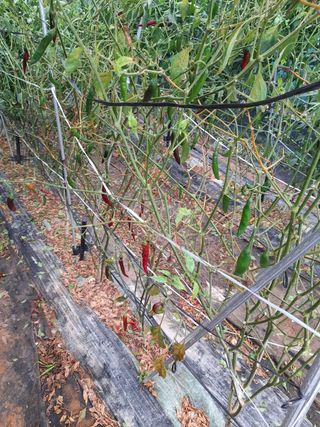 차영현님의 고추 · 병해충상담 작성글 사진