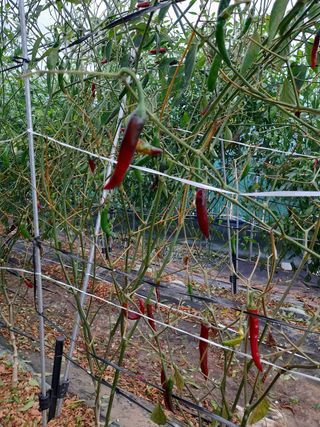 차영현님의 고추 · 병해충상담 작성글 사진