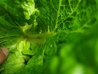 김남훈님의 배추 · 병해충상담 작성글 사진