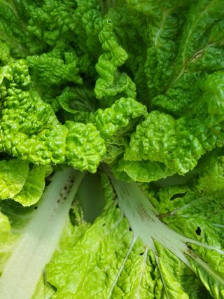 김남훈님의 배추 · 병해충상담 작성글 사진