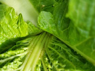 김남훈님의 배추 · 병해충상담 작성글 사진