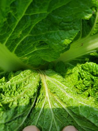 김남훈님의 배추 · 병해충상담 작성글 사진