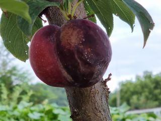 자두첫수확님의 자두 · 병해충상담 작성글 사진