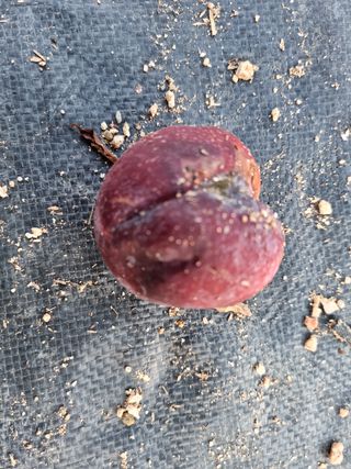 자두첫수확님의 자두 · 병해충상담 작성글 사진