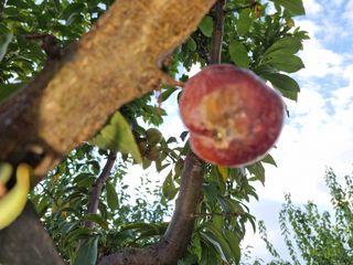 자두첫수확님의 자두 · 병해충상담 작성글 사진