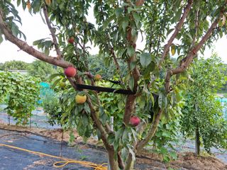 자두첫수확님의 자두 · 병해충상담 작성글 사진