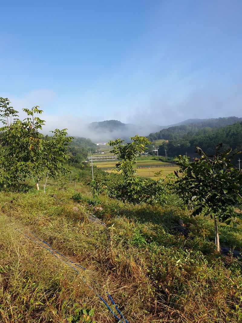 최주현님의 장터 판매 상품 [국산호두 1kg  25,000원] 첨부 사진