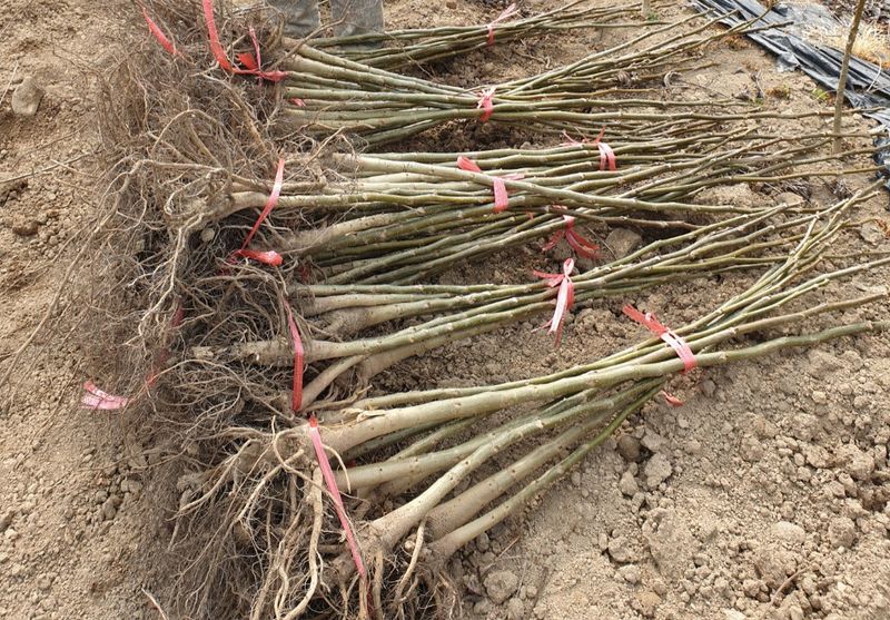 최주현님의 장터 판매 상품 [온185 ㆍ신품종 호두묘목 특묘ㆍ20,000원] 첨부 사진