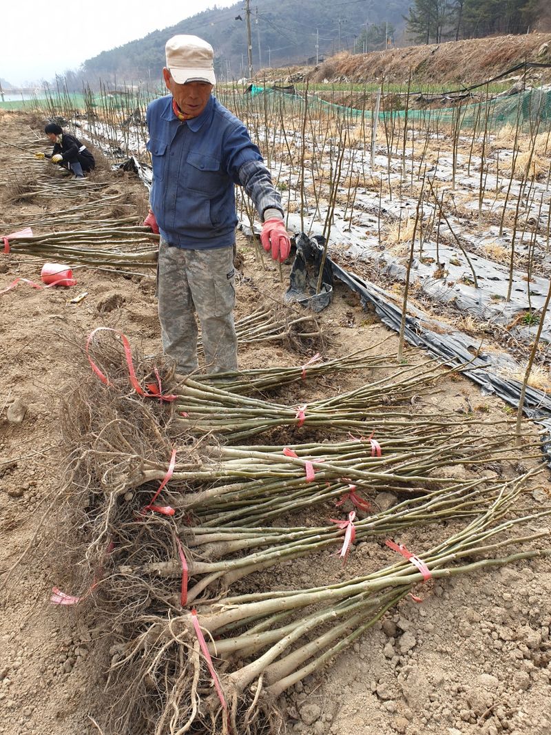 최주현님의 장터 판매 상품 [온185 ㆍ신품종 호두묘목 특묘ㆍ20,000원] 첨부 사진