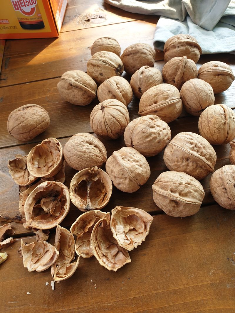 최주현님의 장터 판매 상품 [온185 ㆍ신품종 호두묘목 특묘ㆍ20,000원] 첨부 사진