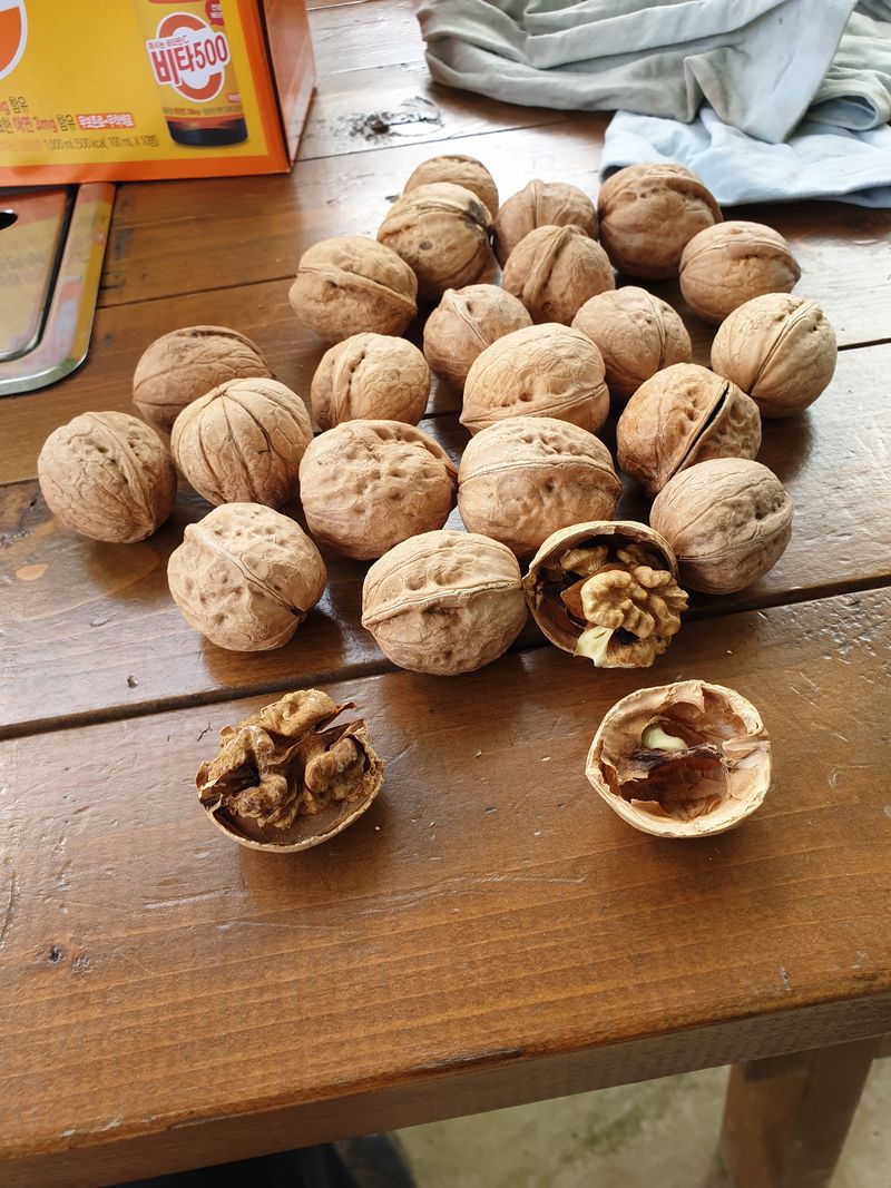 최주현님의 장터 판매 상품 [온185 ㆍ신품종 호두묘목 특묘ㆍ20,000원] 첨부 사진