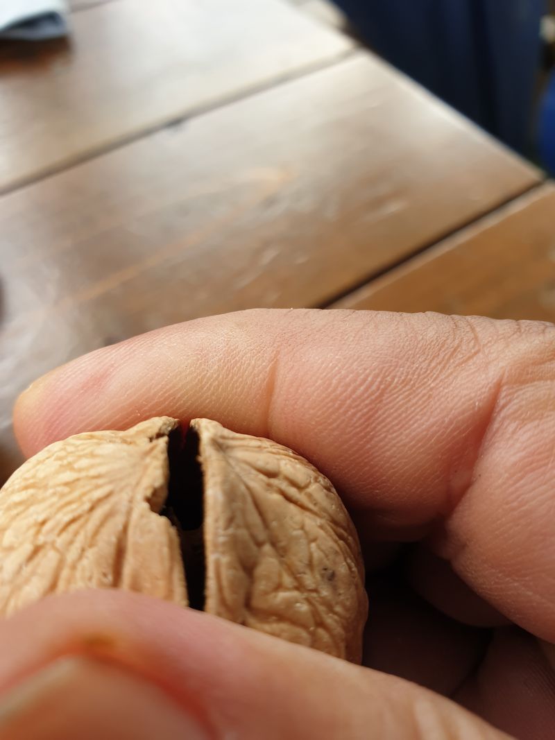 장터 상품 [온185 ㆍ신품종 호두묘목 특묘ㆍ20,000원] 썸네일