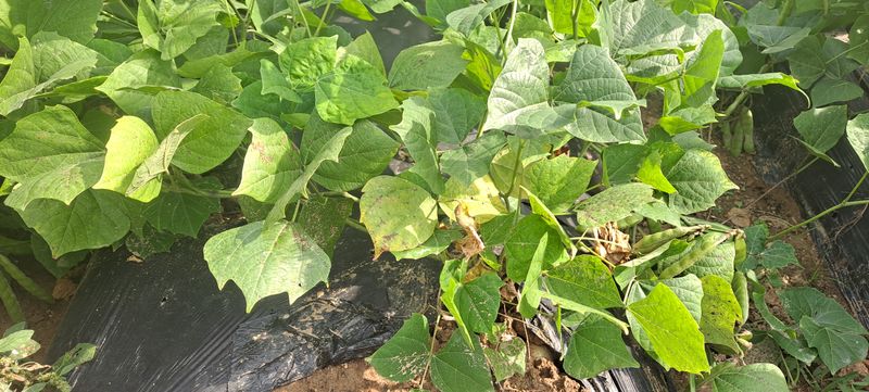 빨강농장님의 장터 판매 상품 [히카마(얌빈) 10kg 25,000원] 첨부 사진