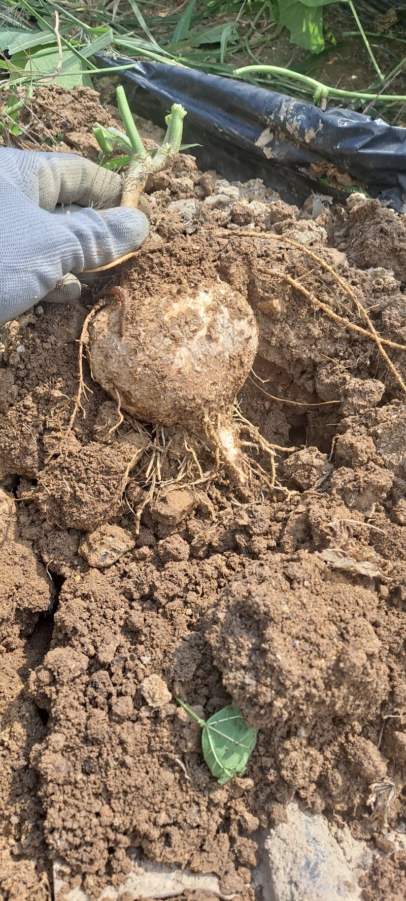 빨강농장님의 장터 판매 상품 [히카마(얌빈) 10kg 25,000원] 첨부 사진