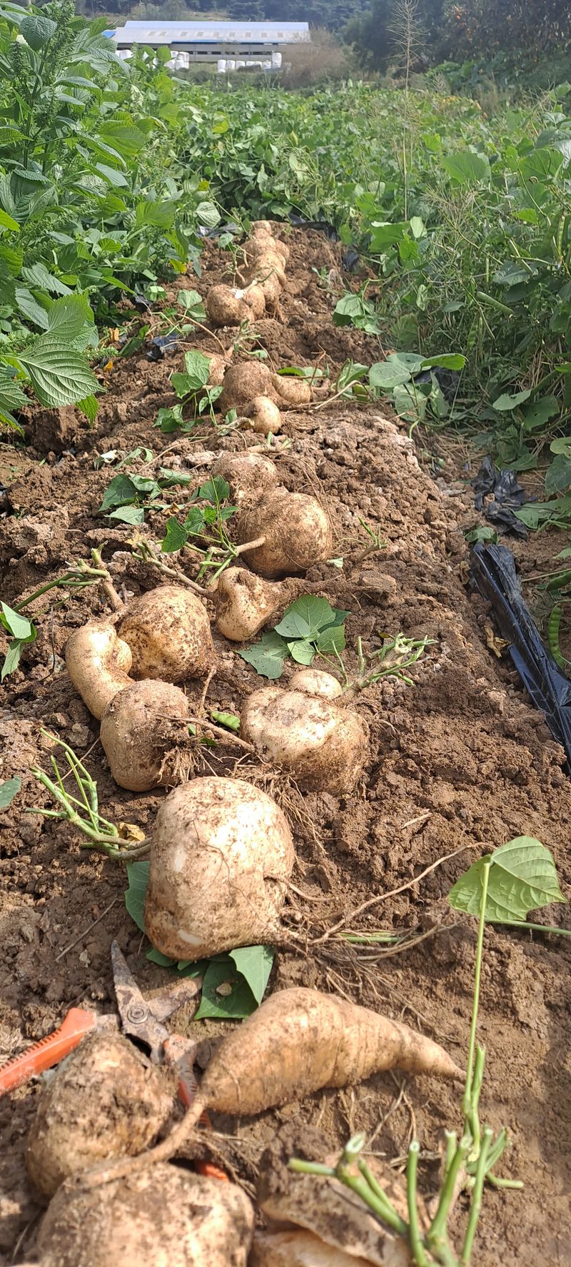 빨강농장님의 장터 판매 상품 [히카마(얌빈) 10kg 25,000원] 첨부 사진