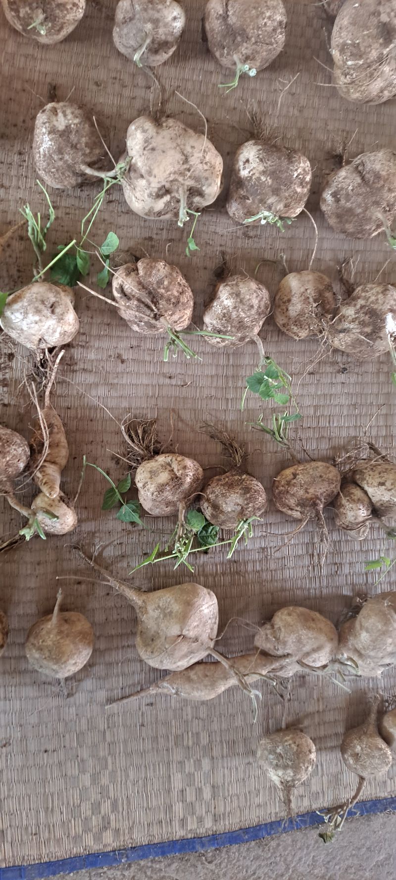 빨강농장님의 장터 판매 상품 [히카마(얌빈) 10kg 25,000원] 첨부 사진