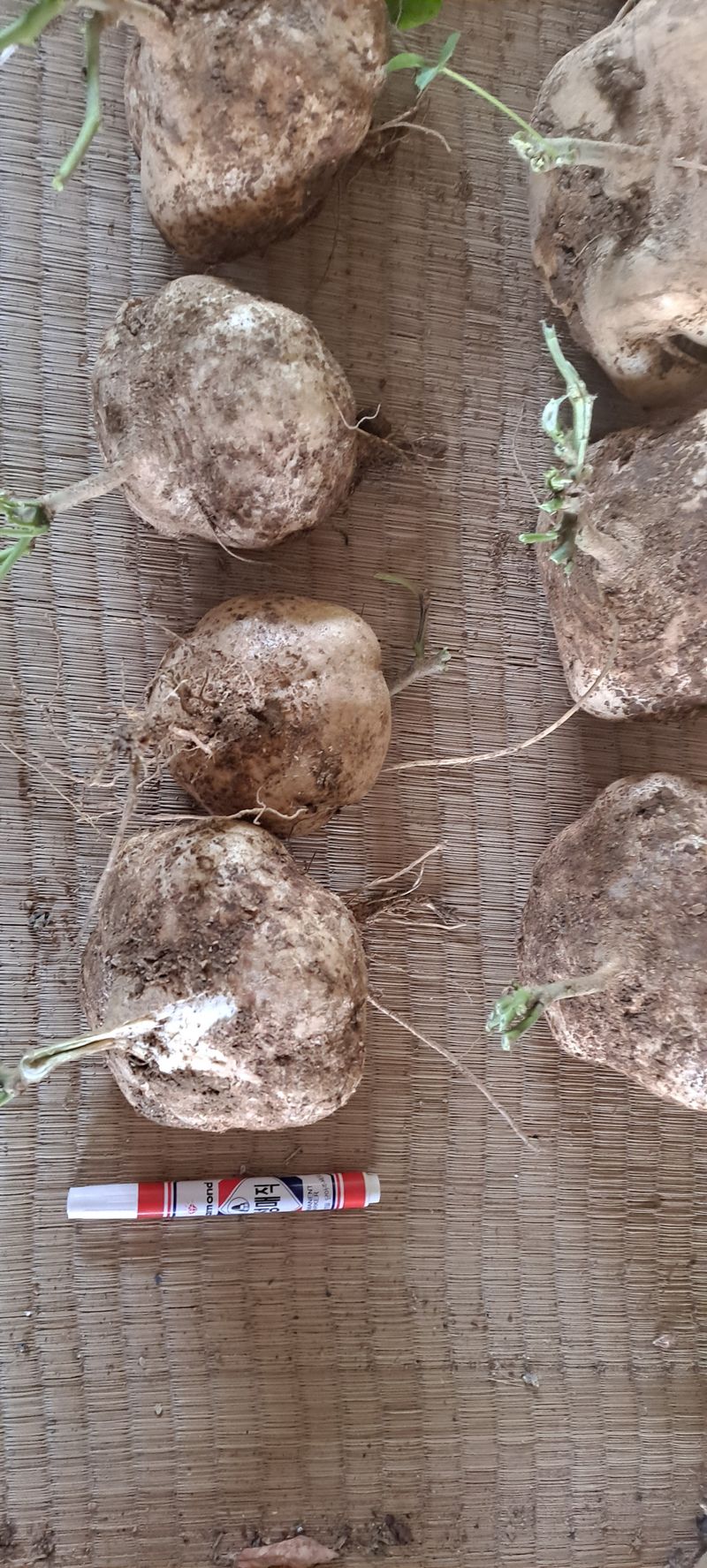 빨강농장님의 장터 판매 상품 [히카마(얌빈) 10kg 25,000원] 첨부 사진