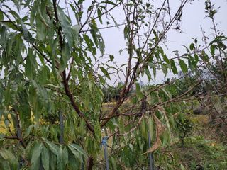 이상열님의 복숭아 · 병해충상담 작성글 사진