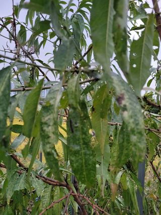 이상열님의 복숭아 · 병해충상담 작성글 사진