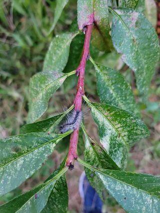 이상열님의 복숭아 · 병해충상담 작성글 사진