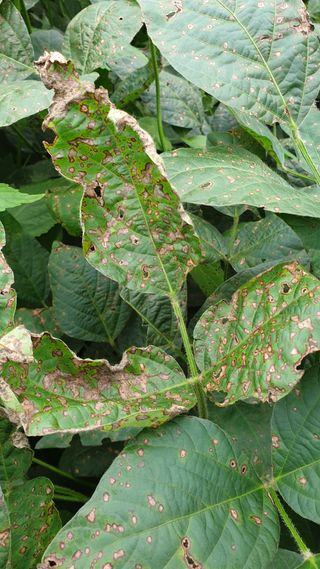 변관수님의 콩 · 병해충상담 작성글 사진