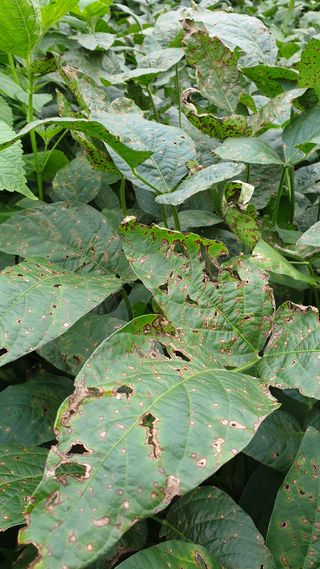 변관수님의 콩 · 병해충상담 작성글 사진