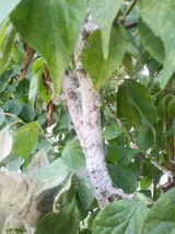 팜모닝 매실·병해충상담 게시글 이미지