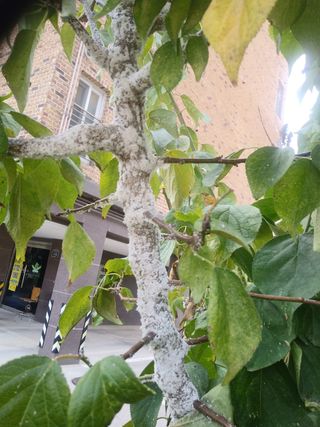 그리인님의 매실 · 병해충상담 작성글 사진