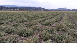 송광만님의 매실 · 자유게시판 작성글 사진