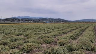 송광만님의 매실 · 자유게시판 작성글 사진