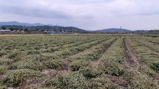 송광만님의 매실 · 자유게시판 작성글 사진