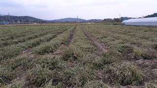 송광만님의 매실 · 자유게시판 작성글 사진