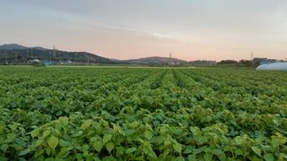 송광만님의 매실 · 자유게시판 작성글 사진