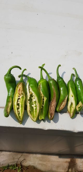 방우리님의 고추 · 병해충상담 작성글 사진