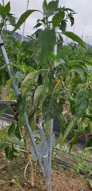 크라운40님의 고추 · 병해충상담 작성글 사진