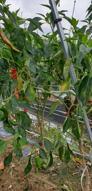 크라운40님의 고추 · 병해충상담 작성글 사진