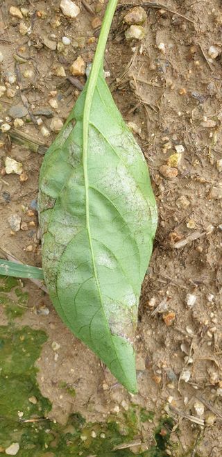 크라운40님의 고추 · 병해충상담 작성글 사진