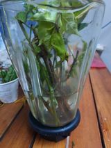 팜모닝 기타작물·병해충상담 게시글 이미지