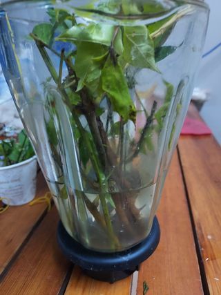 제빈님의 기타작물 · 병해충상담 작성글 사진