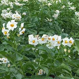 보성새싹삼님의 팜모닝 · 출석 작성글 사진