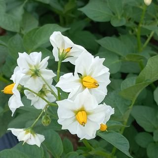 보성새싹삼님의 팜모닝 · 출석 작성글 사진