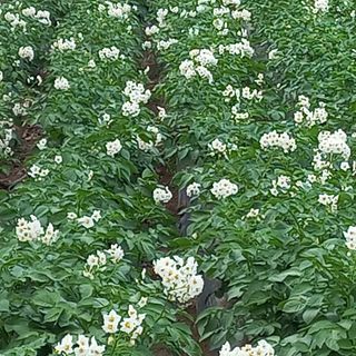 보성새싹삼님의 팜모닝 · 출석 작성글 사진