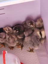 팜모닝 파·자유게시판 게시글 이미지