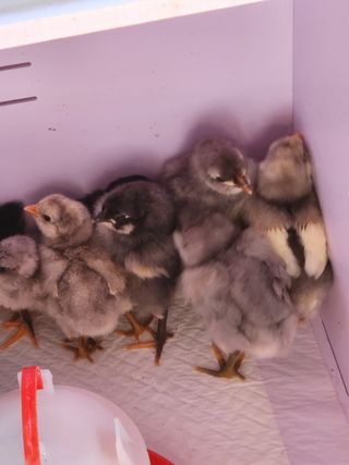 마늘16754님의 파 · 자유게시판 작성글 사진