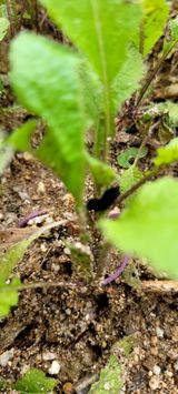 팜모닝 배추·병해충상담 게시글 이미지