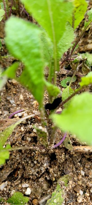 이미경님의 배추 · 병해충상담 작성글 사진