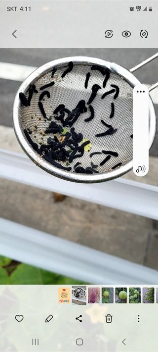 이미경님의 배추 · 병해충상담 작성글 사진