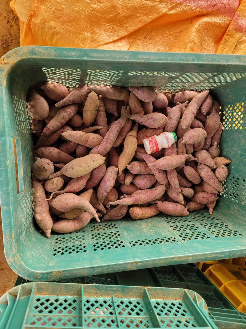 조성인님의 장터 판매 상품 [꿀고구마 (베니하루카) ] 첨부 사진